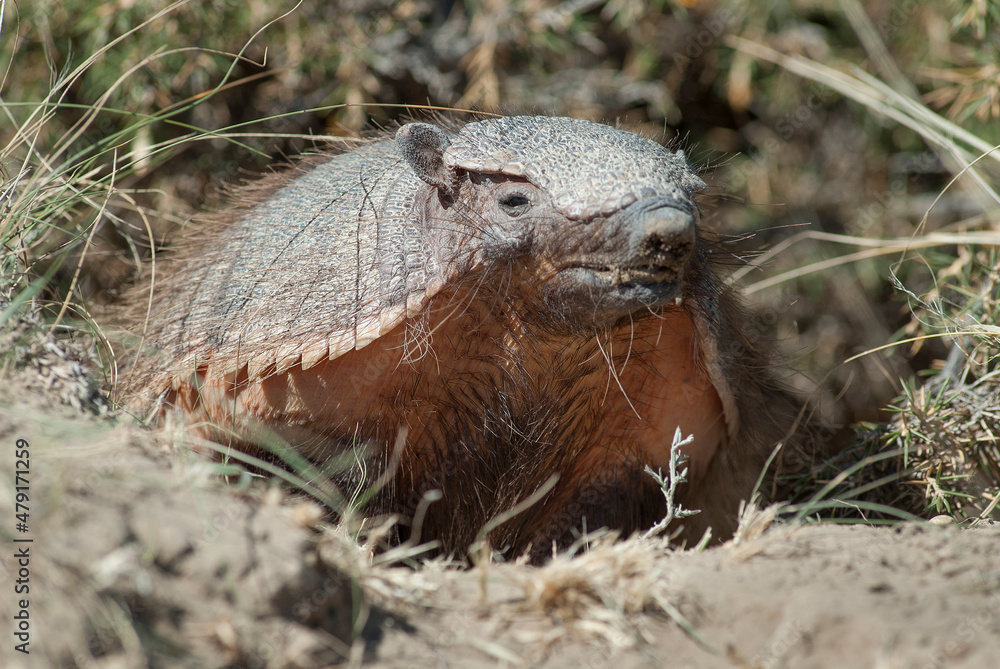 Obraz premium Hairy Armadillo, in desert environment, Peninsula Valdes, Patagonia, Argentina