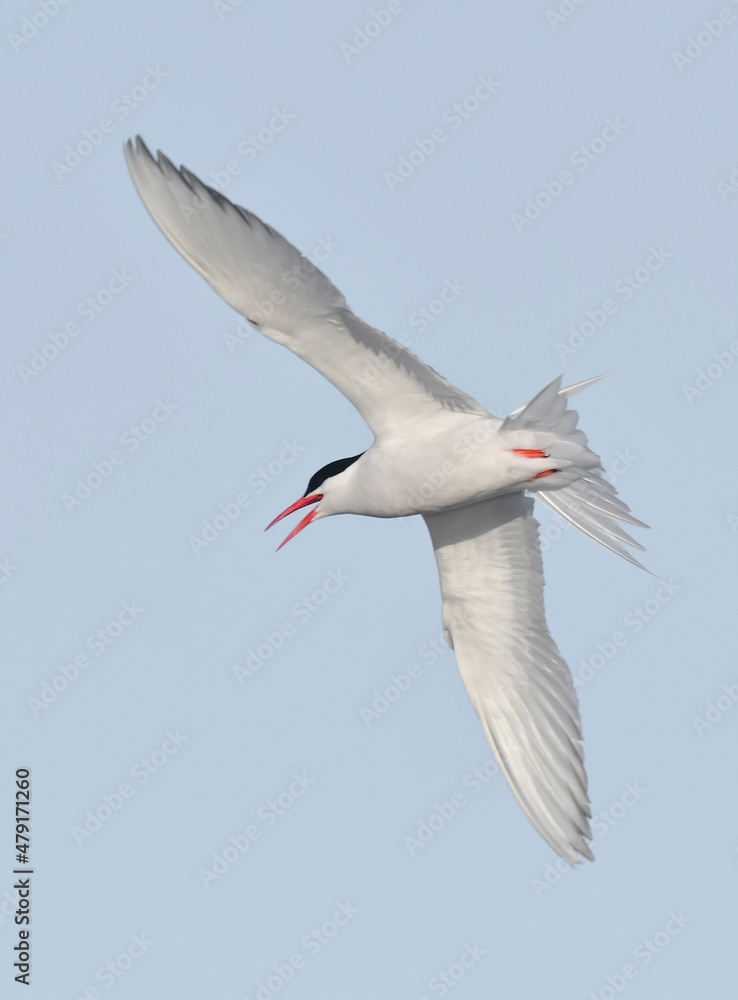 Fototapeta premium Sandwich Tern in flight, Patagonia Argentina.