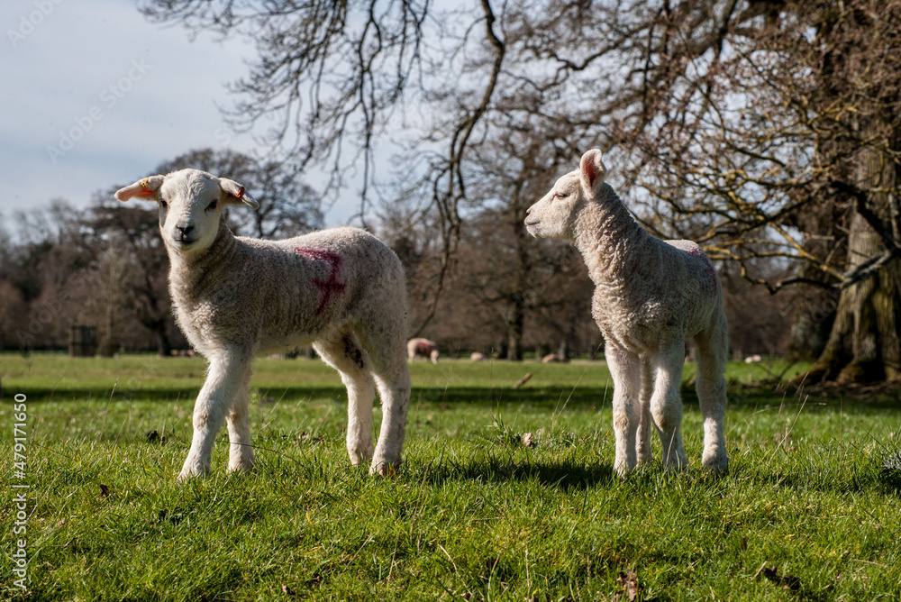 Fototapeta premium lambs in field in the springtime