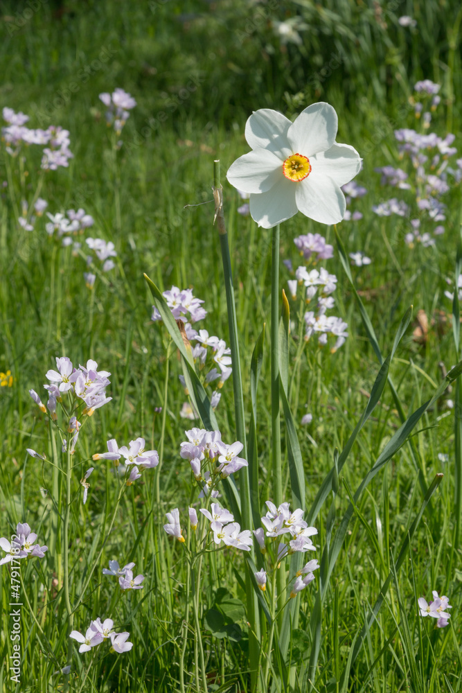 Fototapeta premium one white poets daffodil and cuckoo flowers, blurry park background. narcissus poeticus flower.