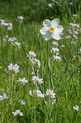 one white poets daffodil and cuckoo flowers, blurry park background. narcissus poeticus flower.