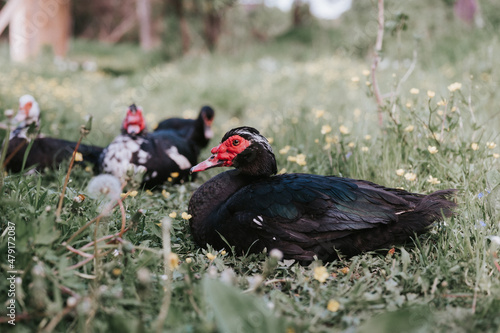 male and female musk or indo ducks on farm in nature outdoor on grass. breeding of poultry in small scale domestic farming. adult animal family black white ducks with drake in open henhouse backyard