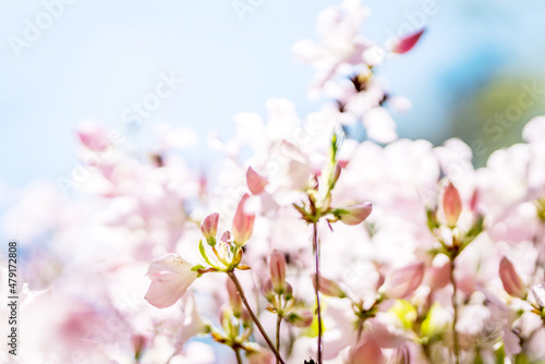 Summer flower or blossom