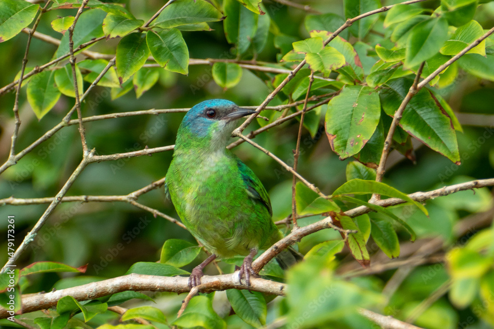 The blue dacnis (dacnis cayana) in the Atlantic Forest The blue dacnis (dacnis cayana) in the Atlantic Forest
