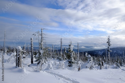 Windbreaks and withered spruce trees attacked by the spruce bark beetle in the Nature Reserve on Policy in winter scenery. Beskid Zywiecki, Poland