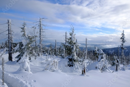 Windbreaks and withered spruce trees attacked by the spruce bark beetle in the Nature Reserve on Policy in winter scenery. Beskid Zywiecki, Poland