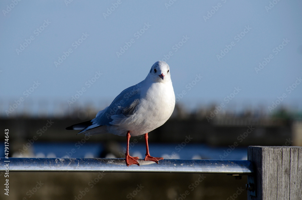 Obraz premium ゆりかもめ