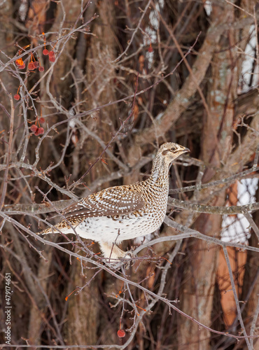 Roughed grouse perched in tree
