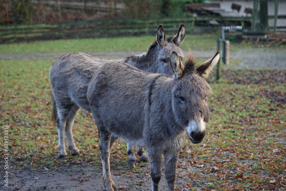 Fototapeta premium an donkey on the pasture
