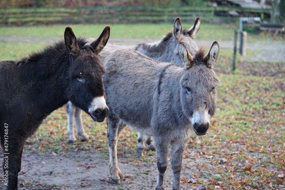 an donkey on the pasture