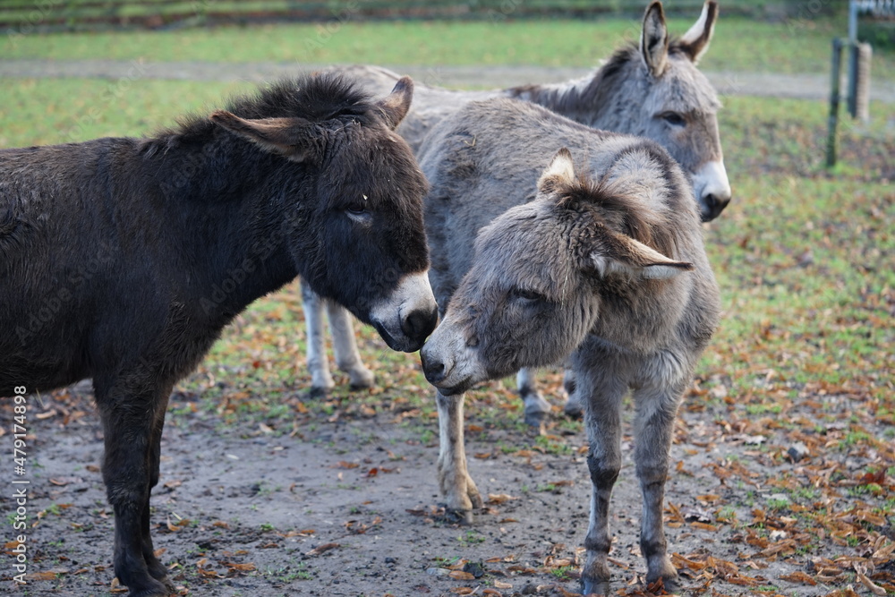an donkey on the pasture