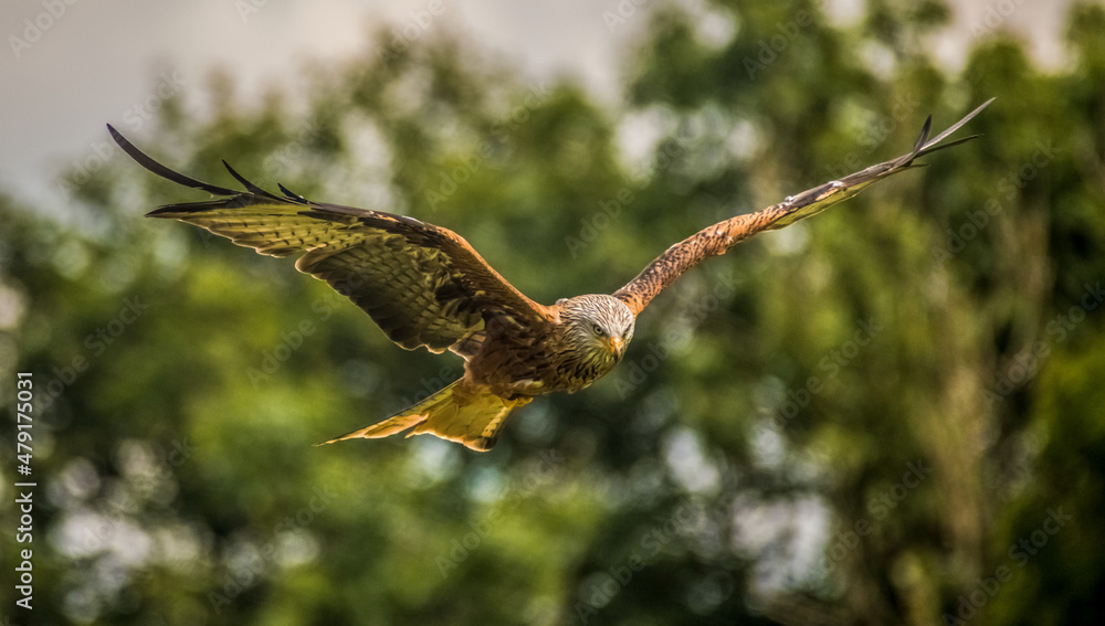 Fototapeta premium Red Kite