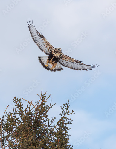 Northern rough legged buzzard hawk