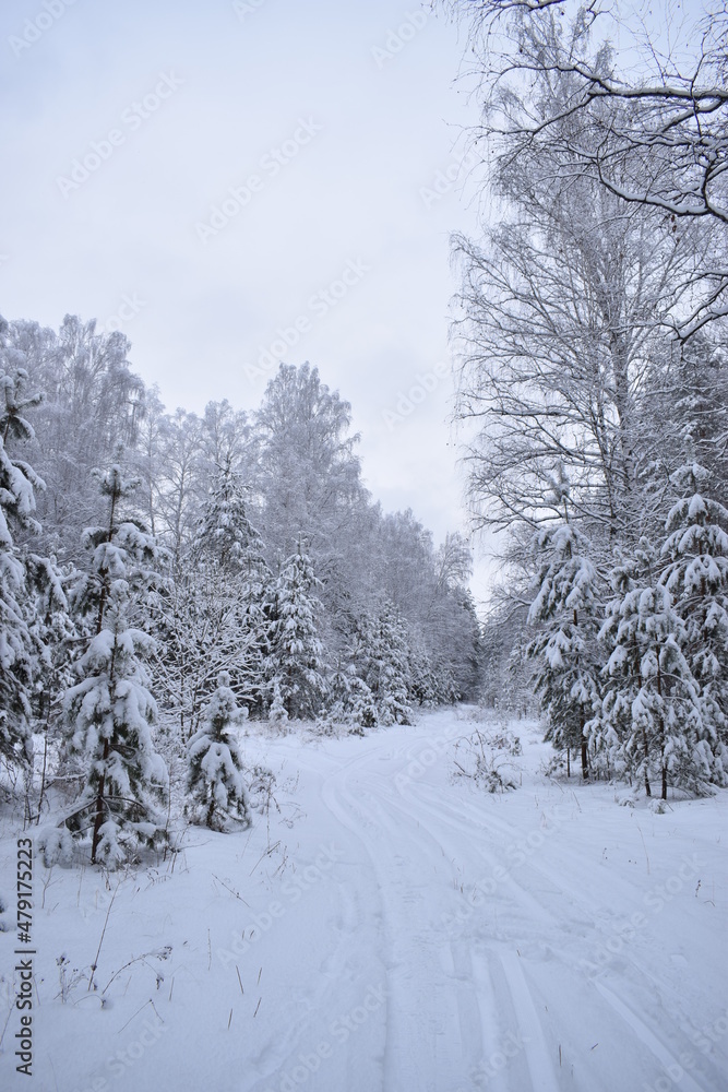 Obraz premium winter landscape with snow covered trees
