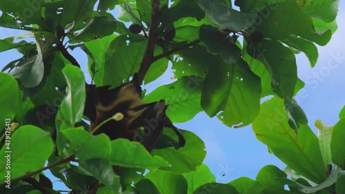 Close up. Large flying fox hangs out of a branch. Huge Bat from Mauritius. Green background. photo