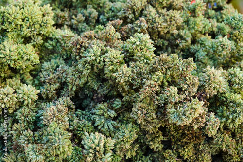 Foto Closeup of a sprig of Sicilian dried oregano