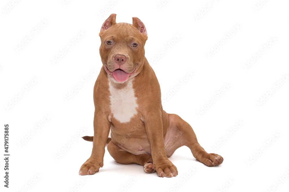 Small, funny American Bully puppy