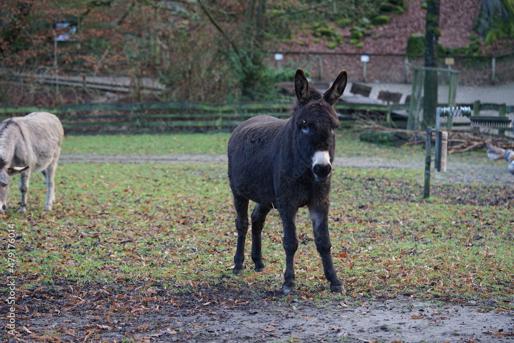 Fototapeta premium an donkey on the pasture