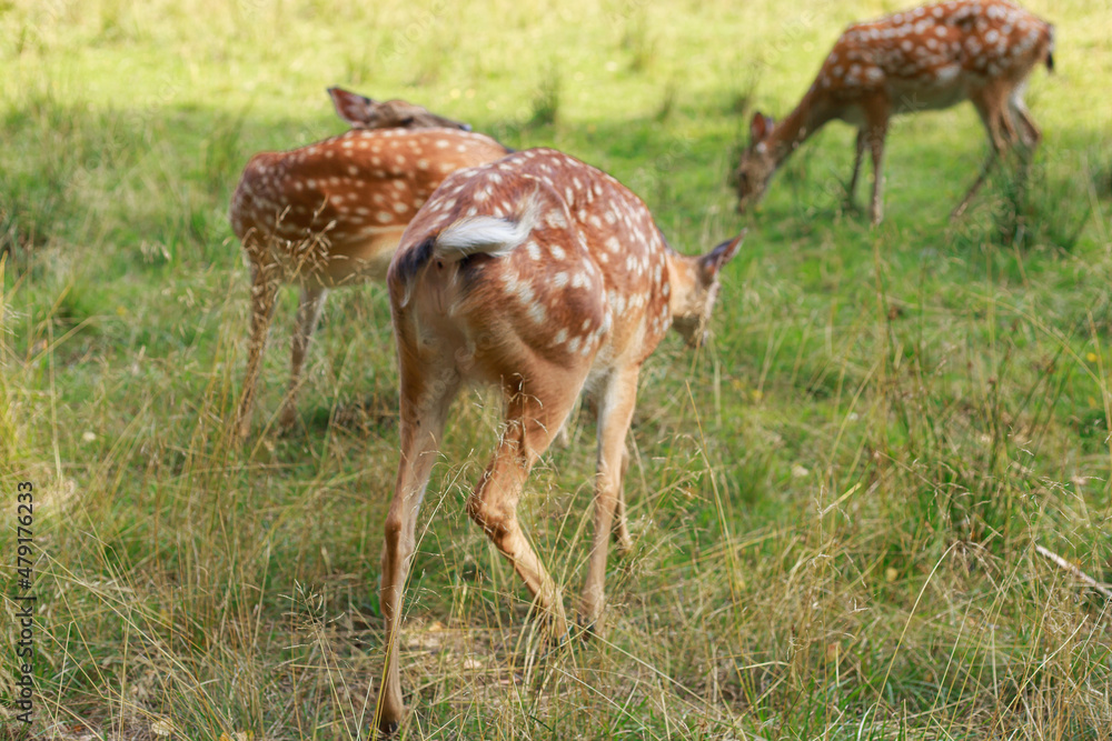young sika deer play in the grass, wild animals young sika deer play in the grass, wild animals