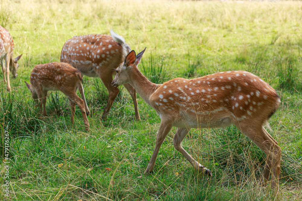 young sika deer play in the grass, wild animals young sika deer play in the grass, wild animals
