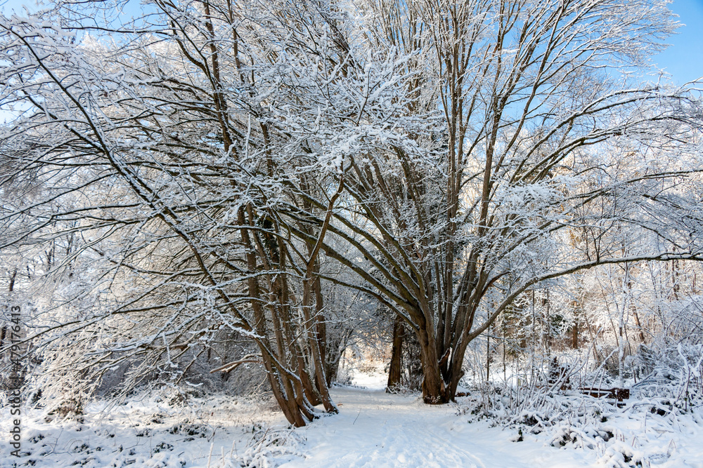 Fototapeta premium Winterlicher Hohlweg zwischen Bäumen