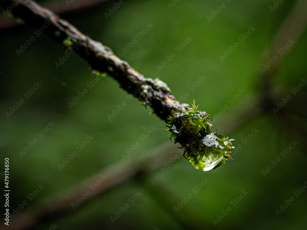 caterpillar on a leaf