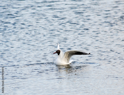 Black headed gull sits on the water