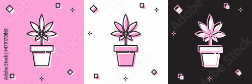 Set Medical marijuana or cannabis plant in pot icon isolated on pink and white, black background. Marijuana growing concept. Hemp potted plant. Vector Illustration
