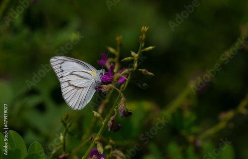 tropical white butterfly perched on leaves in the forest