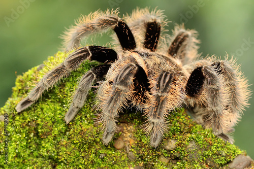 A black tarantula looking for prey on a rock overgrown with moss. 