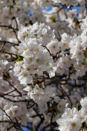 本法寺境内の桜