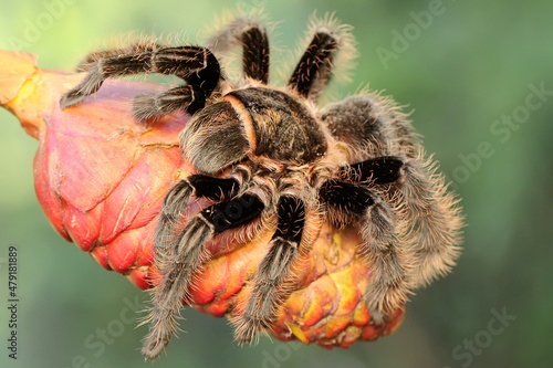 Fotografie, Obraz A black tarantula looking for prey in the bushes.