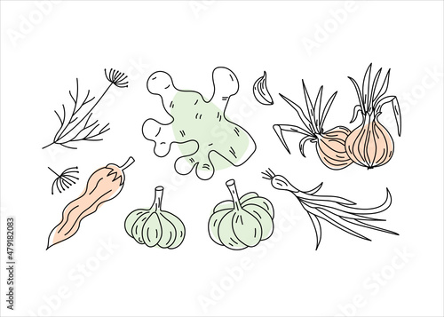 Set of vegetables in doodle style. Vitamin food. Natural vegetarian products. Ginger, onion, garlic, dill and chili. Hand-drawn. Vector illustration, drawing, sketch. Isolated white background.