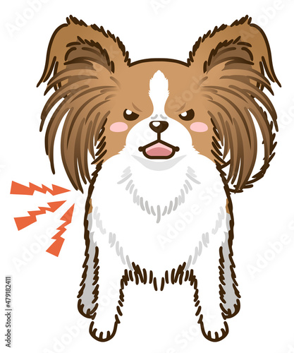 威嚇するパピヨン（レッドホワイト）