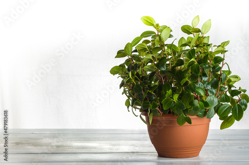 A pot with a peperomia pereskiifolia plant. Fashionable detail of a houseplant on a white background.