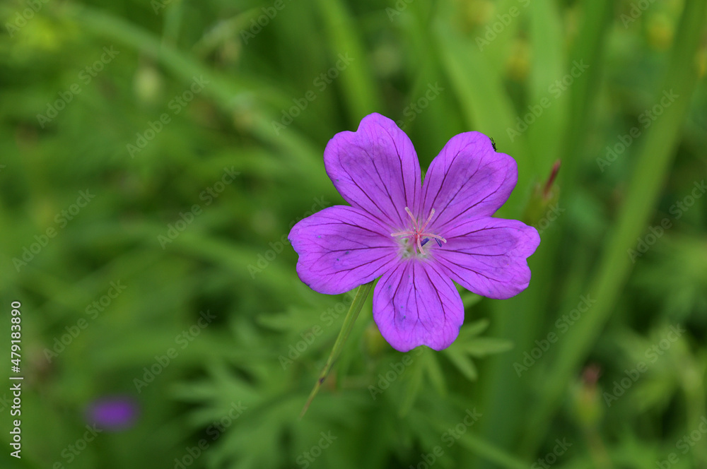 purple flower in the garden