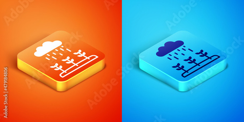 Isometric Plant sprouts grow in the rain icon isolated on orange and blue background. Seedling concept. Vector