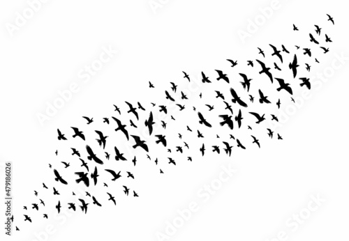 flock of flying birds set, isolated, vector