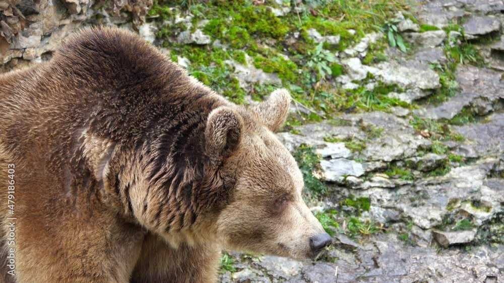Brown bear (Ursus arctos) in the highlands. Caucasus mountains