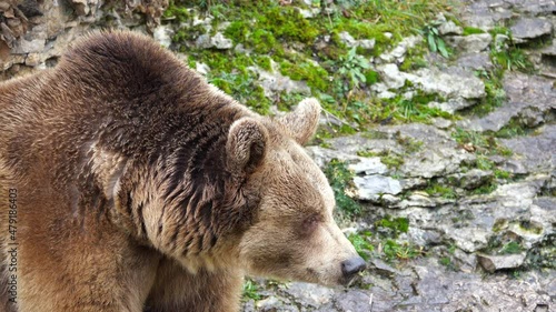 Brown bear (Ursus arctos) in the highlands. Caucasus mountains photo