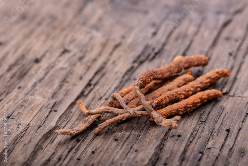 Yarsagumba Chinese cordyceps photo