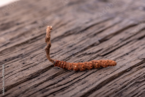 Yarsagumba Chinese cordyceps photo