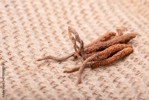 Yarsagumba Chinese cordyceps photo