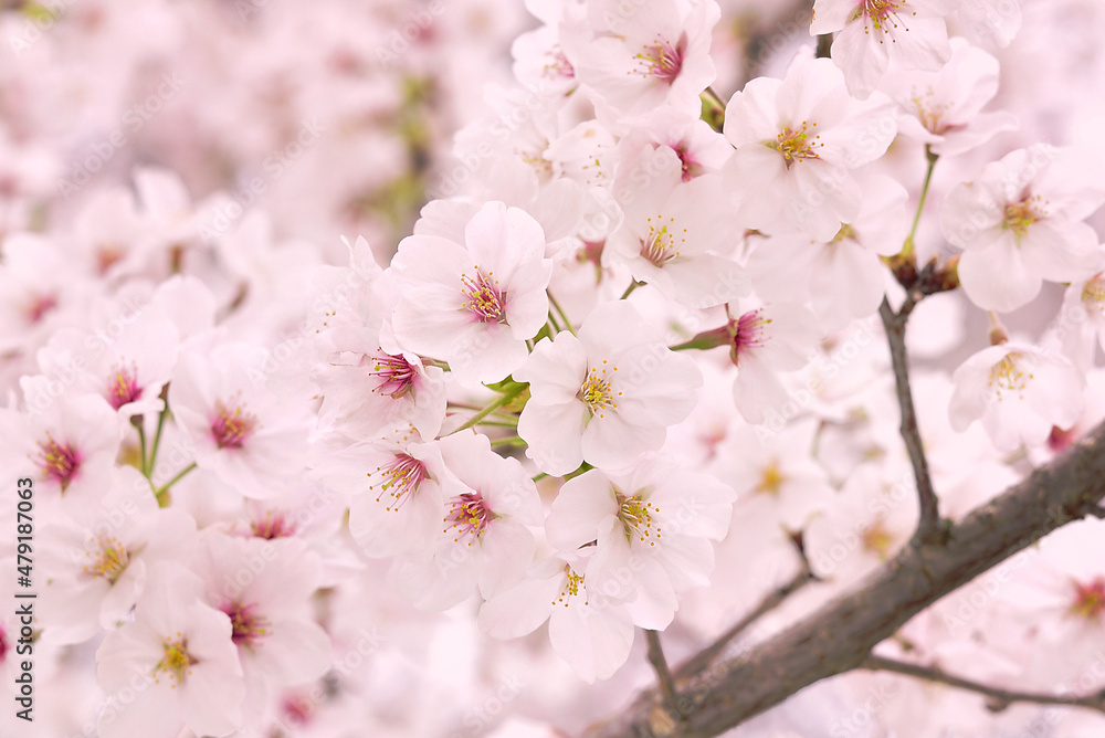 満開になったパステル調の桜のイメージ