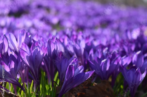 Crocus field flowers. Very peri color 2022. Beautiful bright spring background.