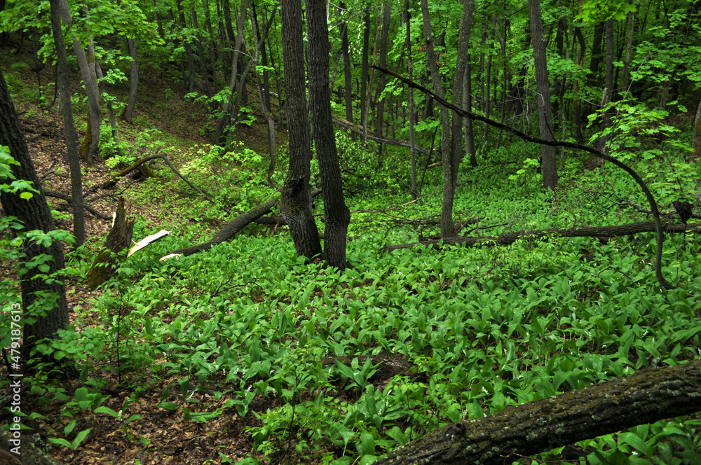 green forest in spring green forest in spring