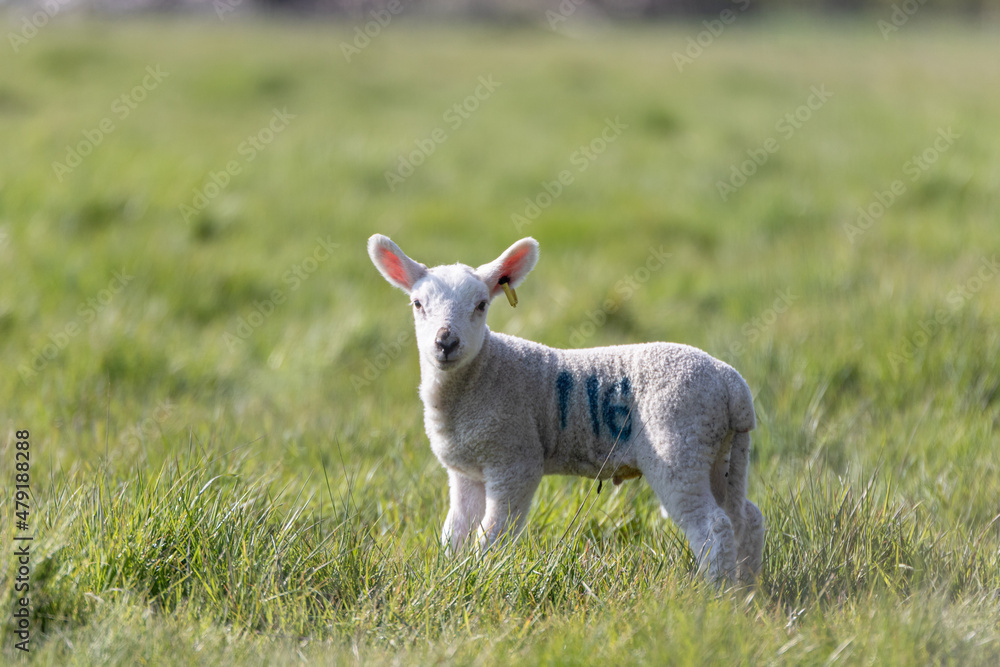 Springs lambs in the Suffolk countryside in the bright springtime sun