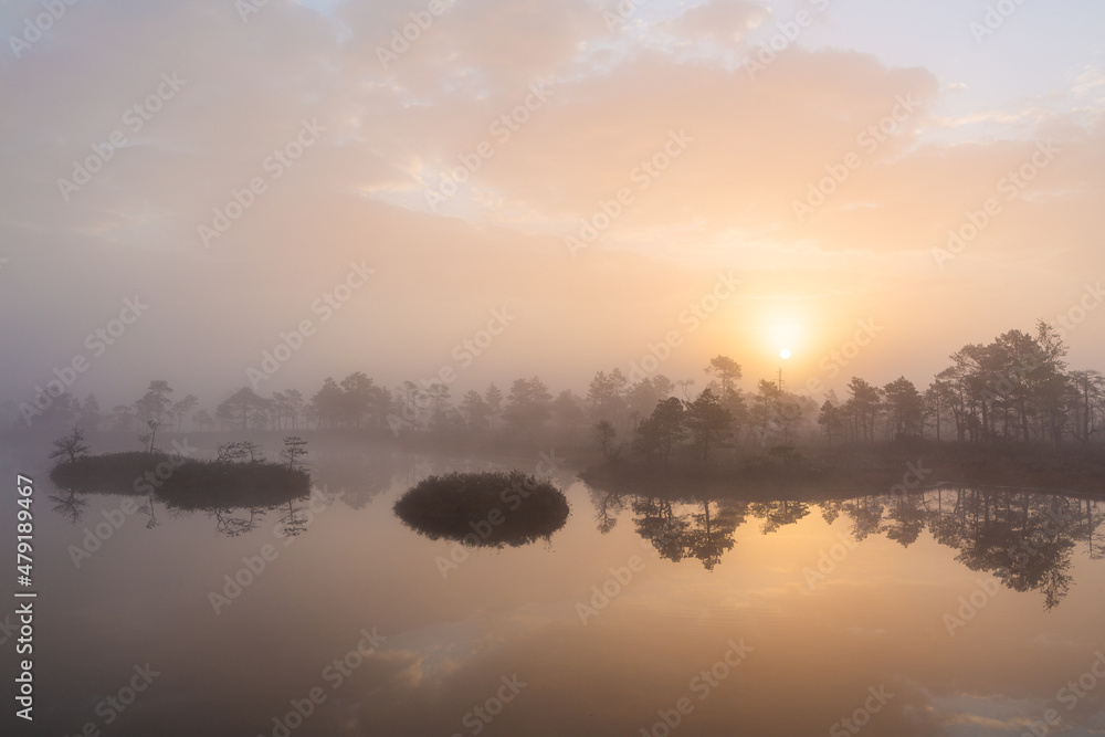 Sunny Morning in Kemeri National Park