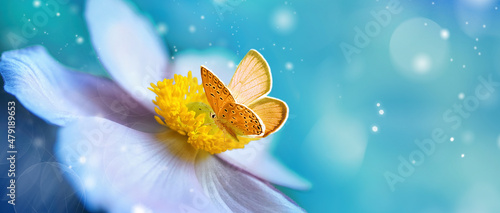Foto Detail with shallow focus of white anemone flower with yellow stamens and butterfly in nature macro on background of blue sky with beautiful bokeh
