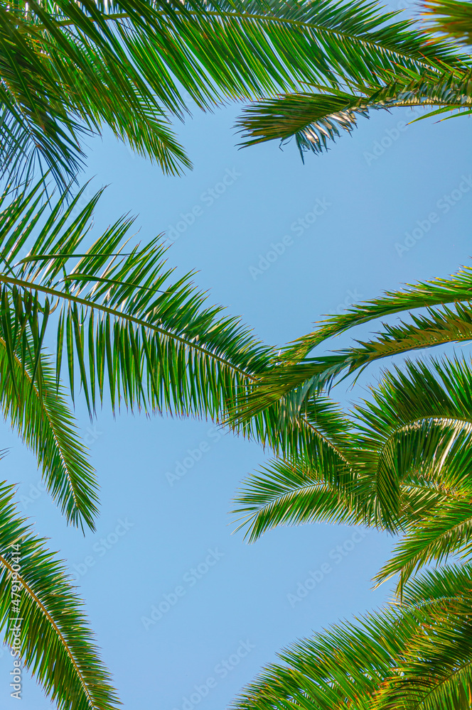 Tropical palm leaves background. Summer holiday concept